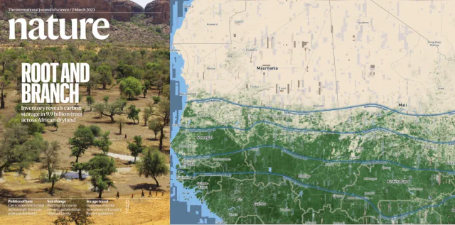 Visualizing billions of trees